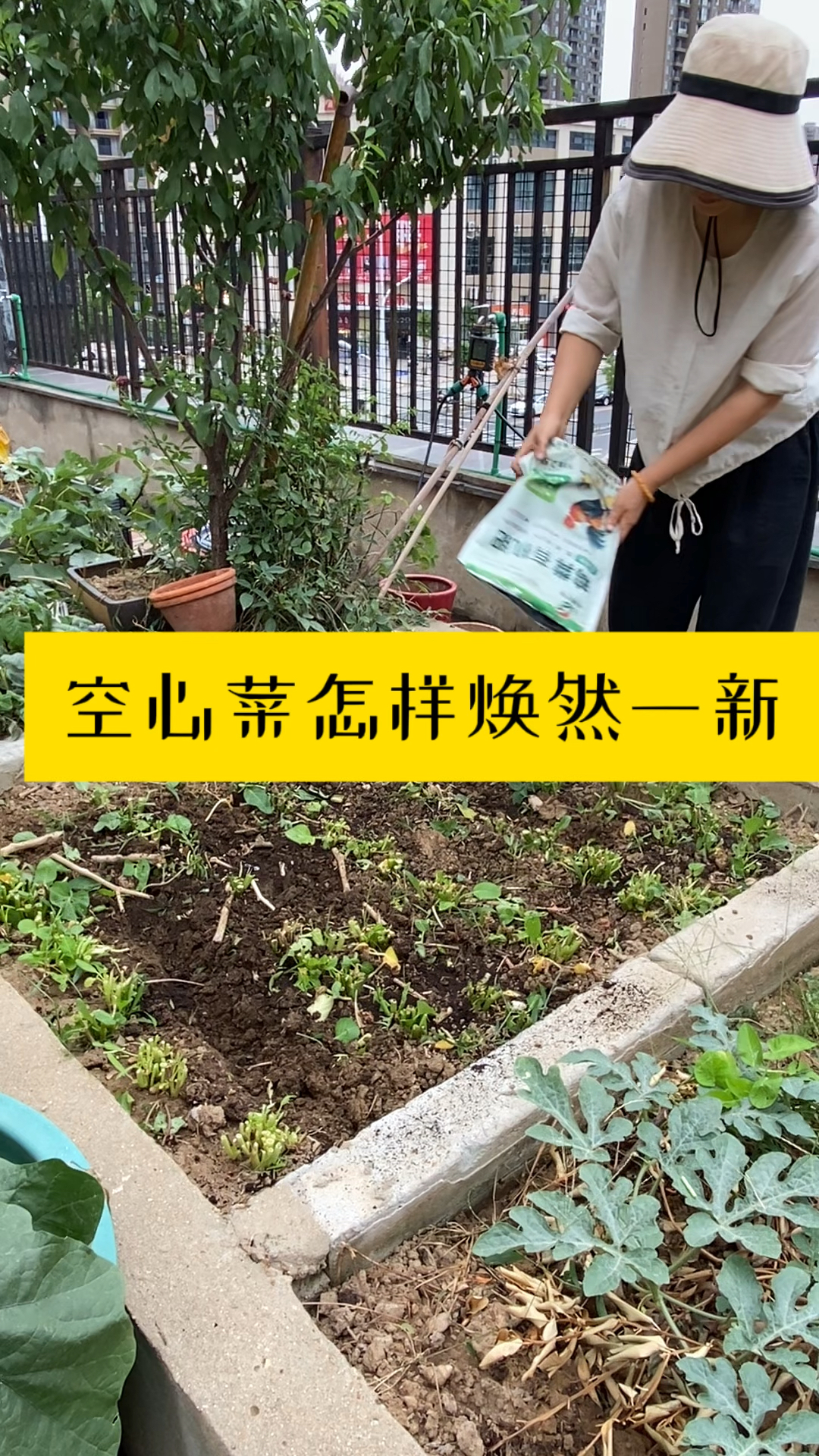 空心菜长得又老又小,怎样才能让它焕然一新!