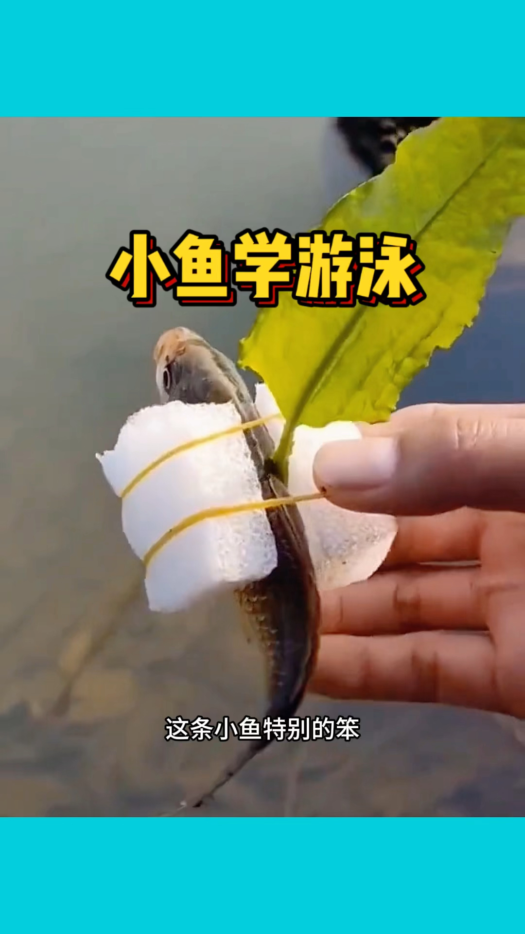 小鱼学游泳,学的太好了