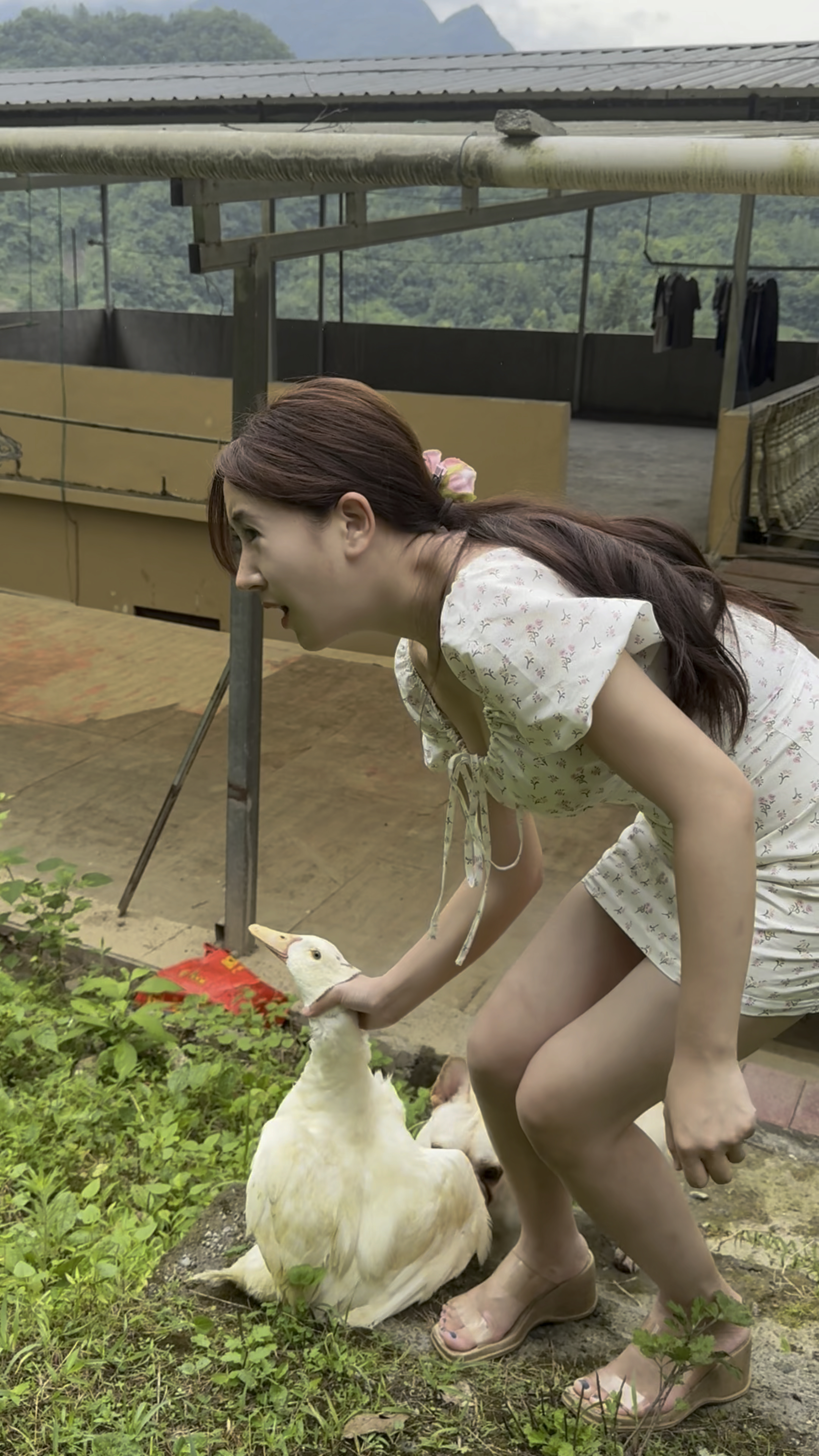 只是想给鸭子喂点水,没想到喂了农药