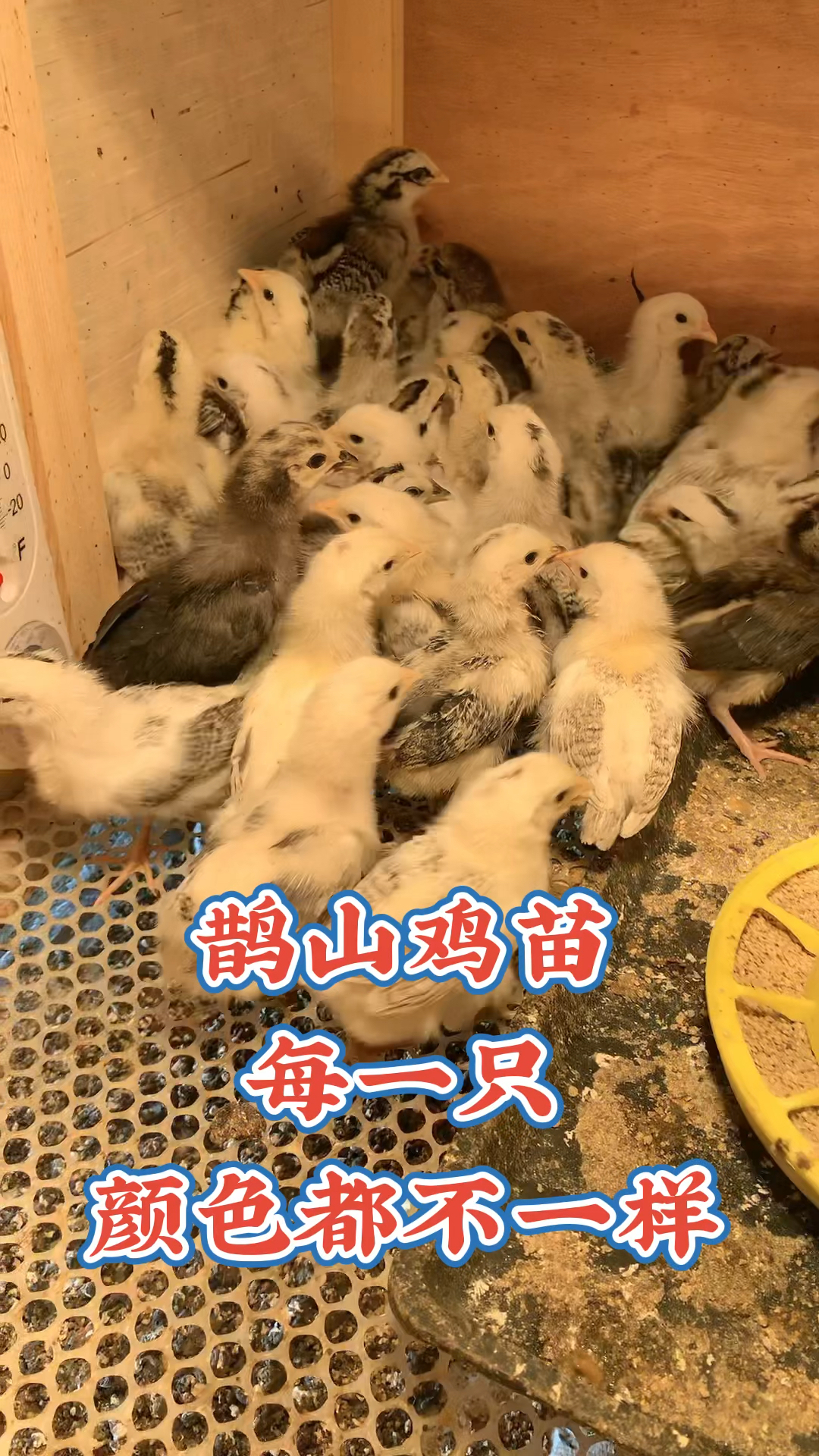 鹊山鸡苗,鹊山种鸡,大小规格都有