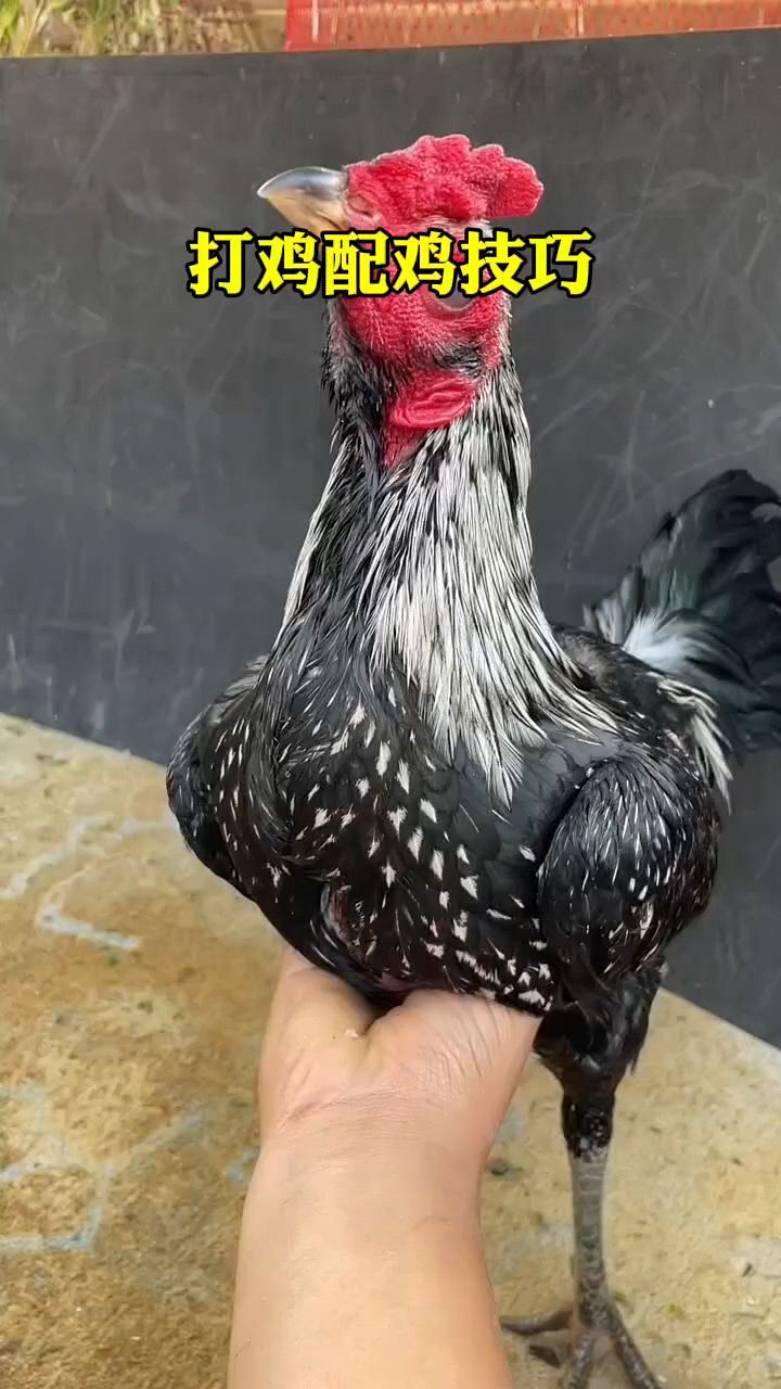 斗鸡打鸡配鸡技巧
