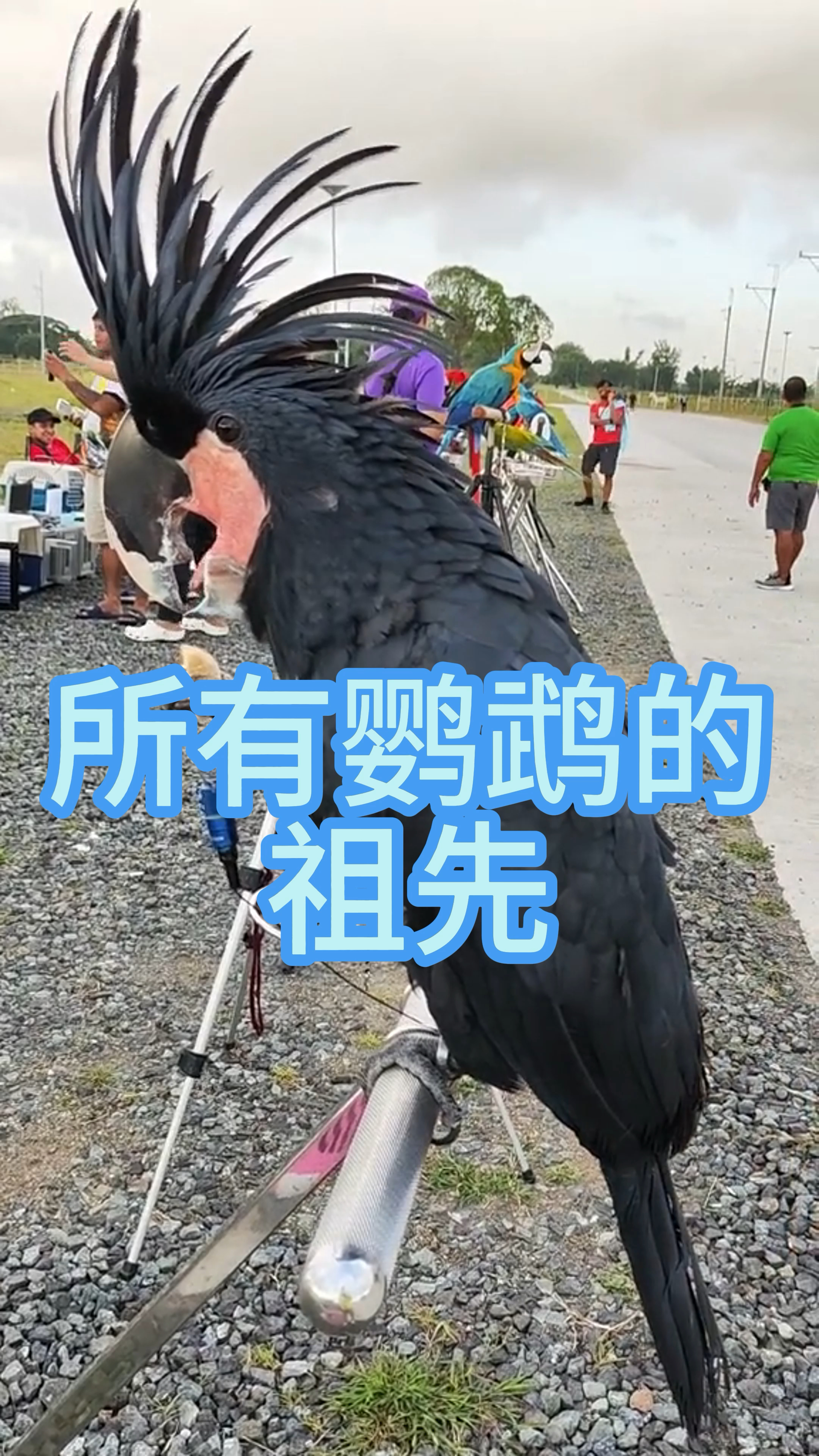 鹦鹉的祖先是哪个