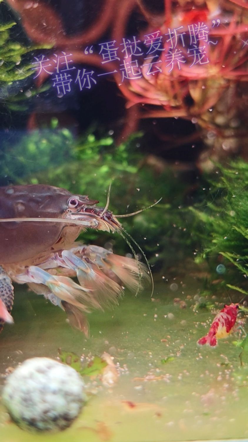 再小的虾也能和平共处!爪子里藏着极光的非洲巨型网球虾