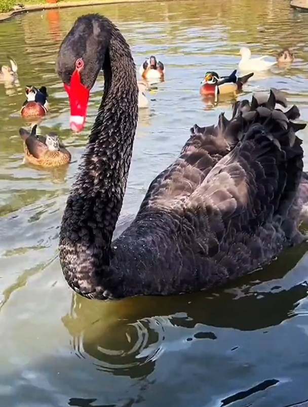 黑天鹅居然还会贴着水面滑行