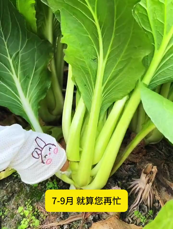 播种一个月就能采收,掐了主枝生侧枝,它就是甜菜心