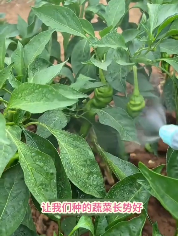 小苏打有妙用,自家蔬菜有病害又不想打药,可以用它喷一喷