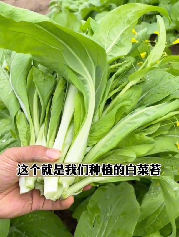 专吃菜心的蔬菜,越掐越旺长,白菜苔全季可种!