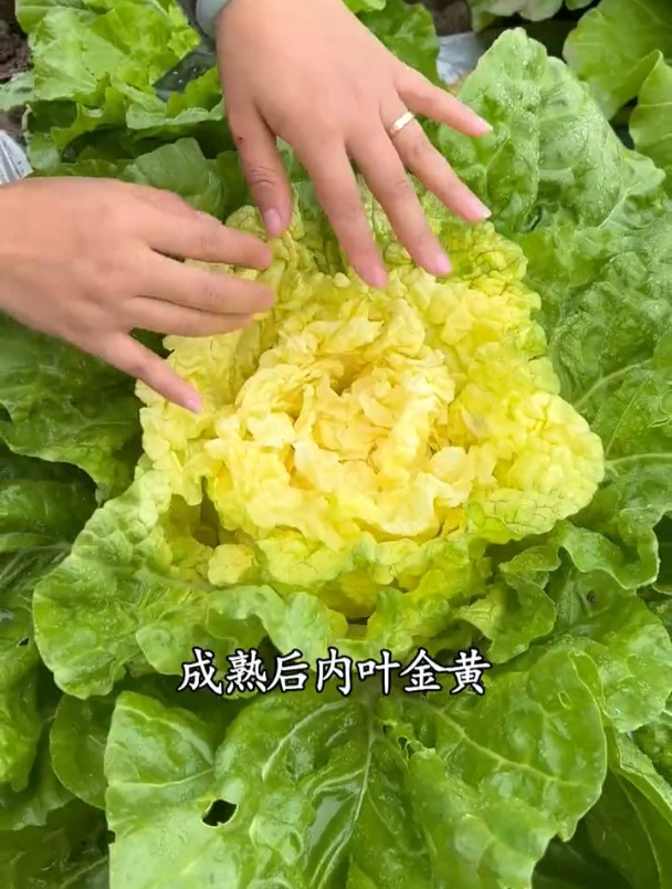 黄心大白菜,好吃不招虫,不脱帮也不烂心