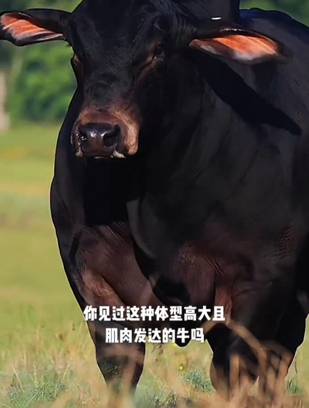 你见过这种体型高大且肌肉发达的牛吗?
