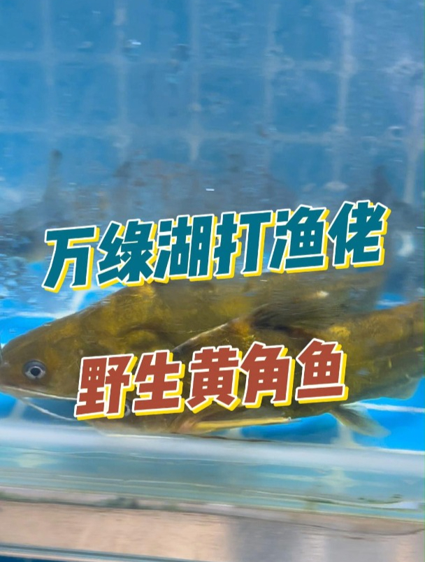 给小孩子补充营养的好鱼-黄角鱼