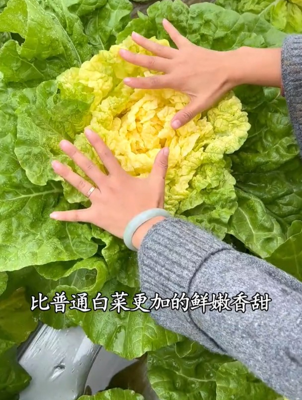 黄心大白菜,不脱帮不烂心,生长速度快