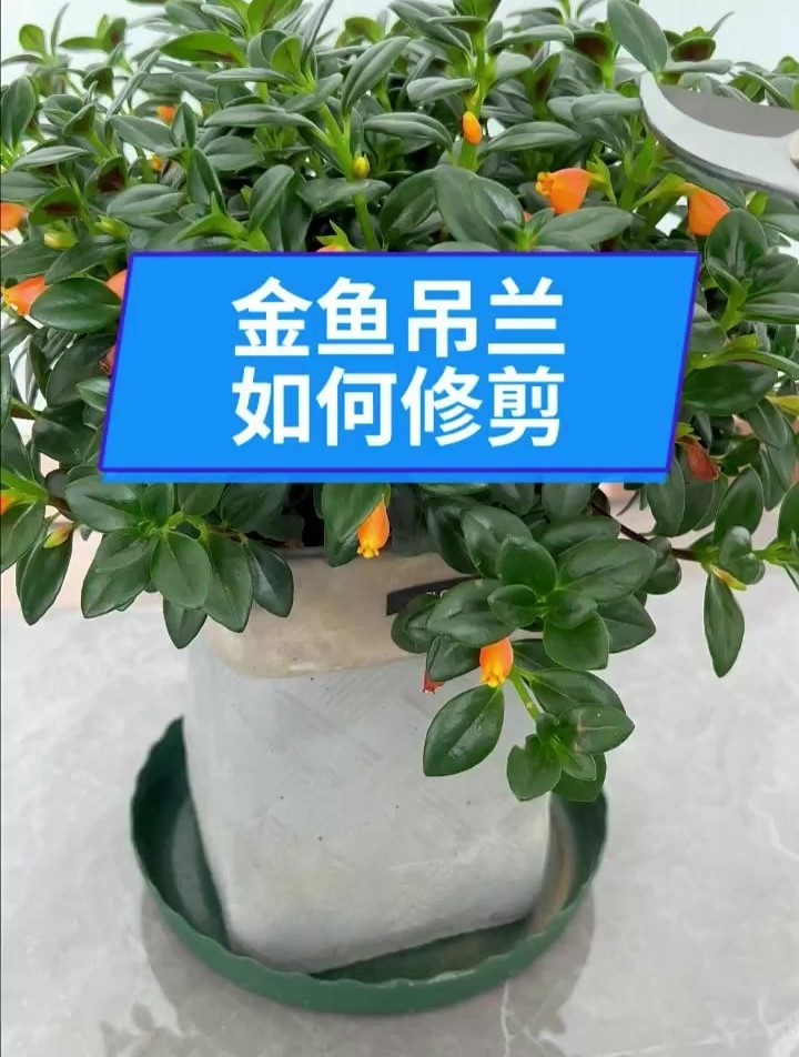 金鱼吊兰打顶技巧,记住这一招,生长速度快,大花盆装不下