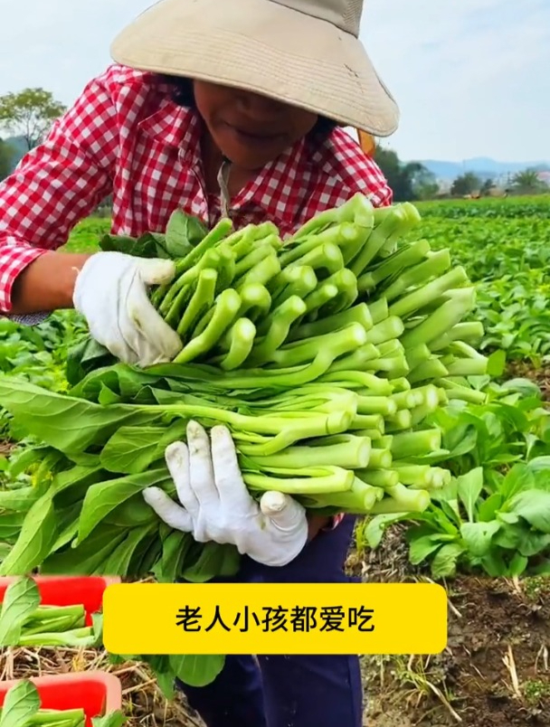 掐了又长,越掐越旺盛,它就是甜菜心!