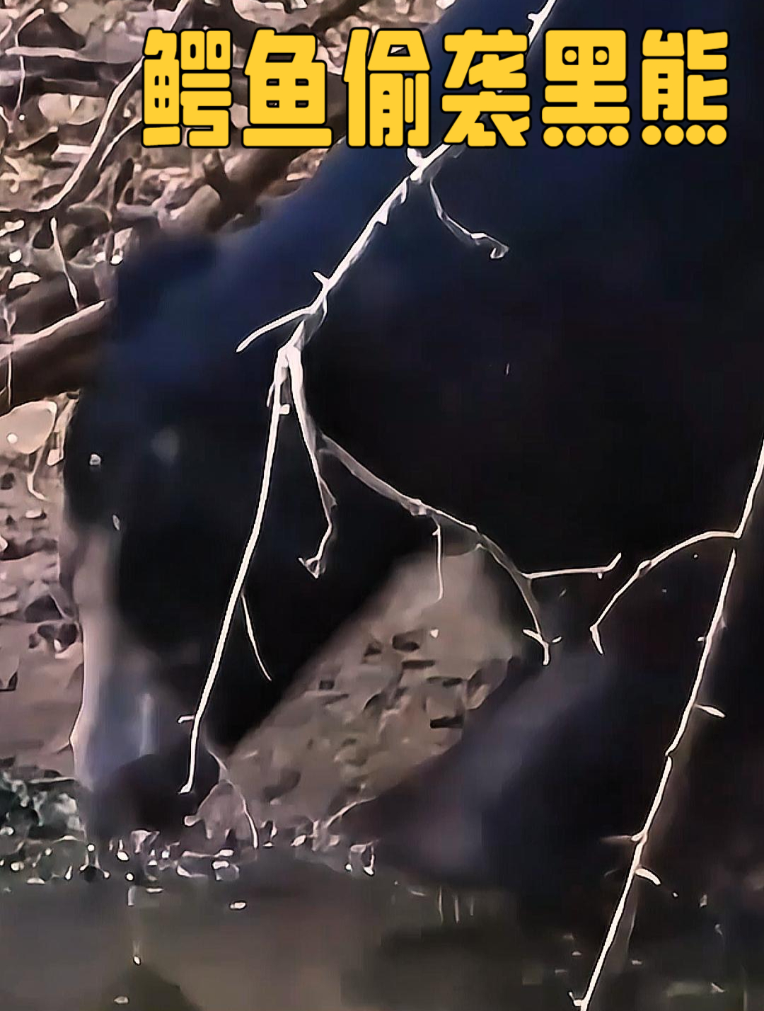 黑熊竟然被吓破了胆!来河边喝水都能遇到危险,鳄鱼一口咬向熊
