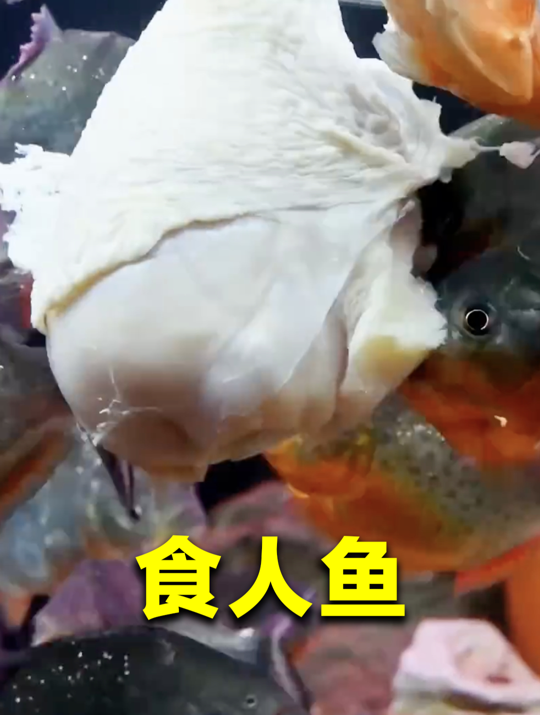 食人鱼到底有多恐怖?把鸡腿放进食人鱼缸,会发生什么?