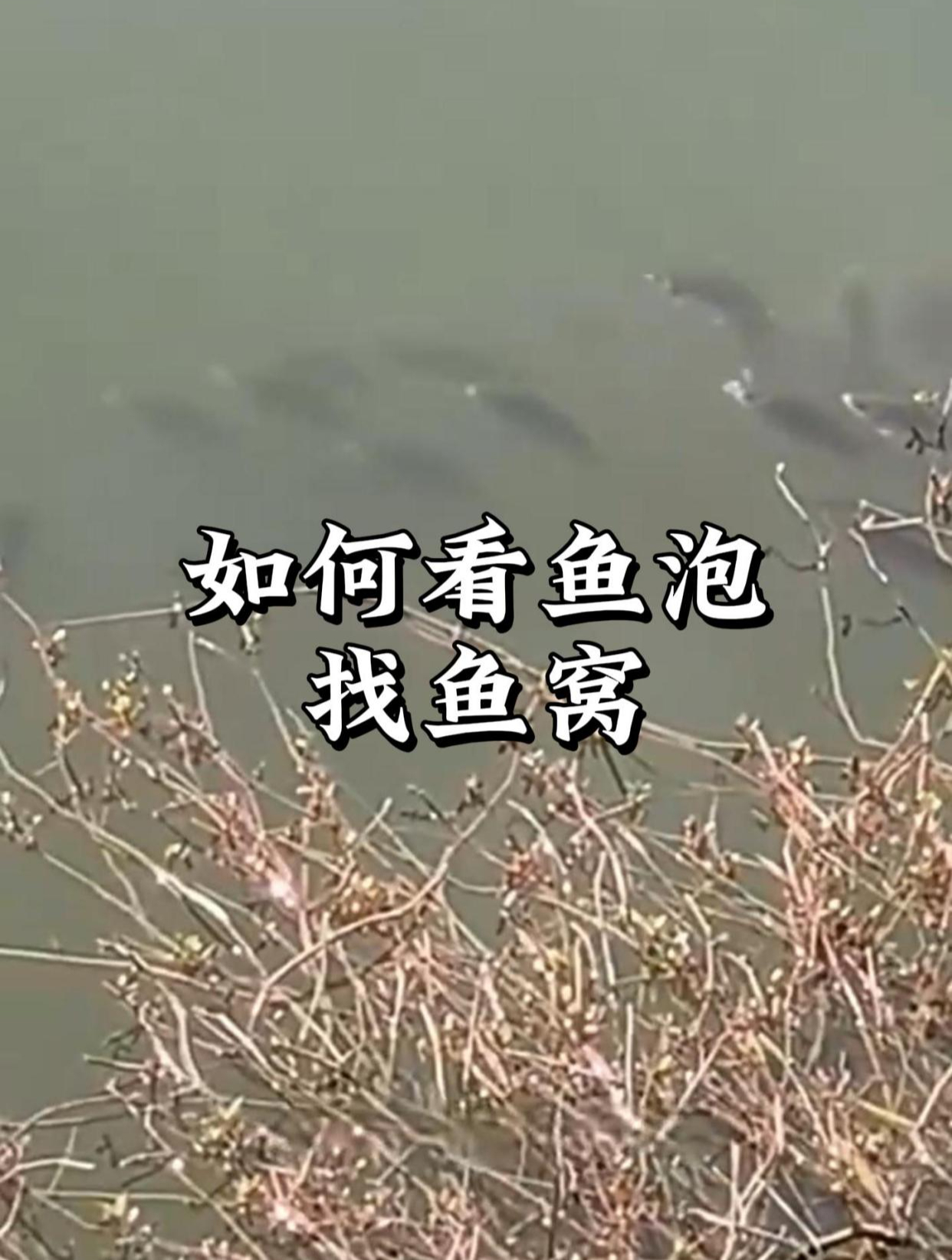 如何看鱼泡找鱼窝?学会了,鱼儿连竿到手软!