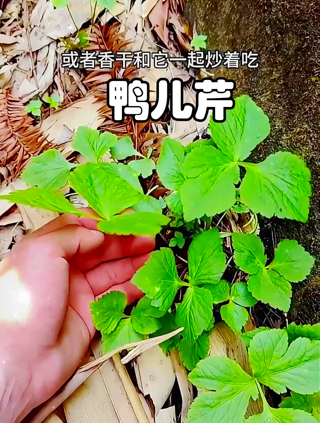 鸭儿芹也叫鸭脚板,把它捣碎后外敷于患处,有减轻瘙痒的作用