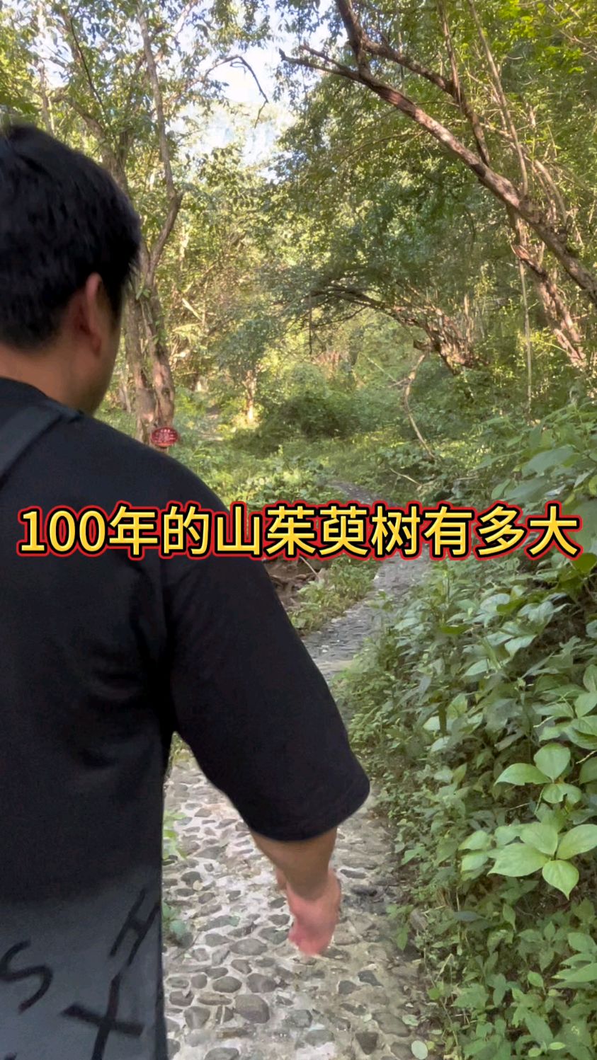 你知道100年的山茱萸树有多大?这是业内称为极镜本草的环境,