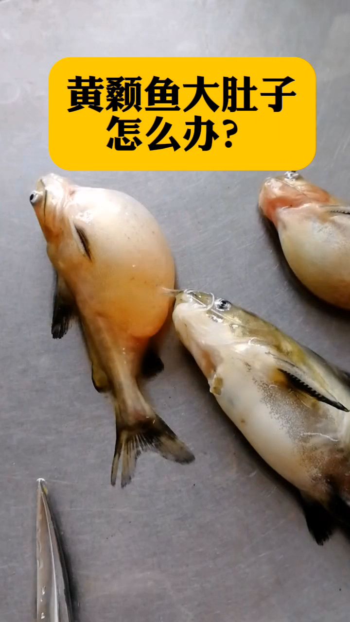 黄颡鱼出现大肚子怎么办