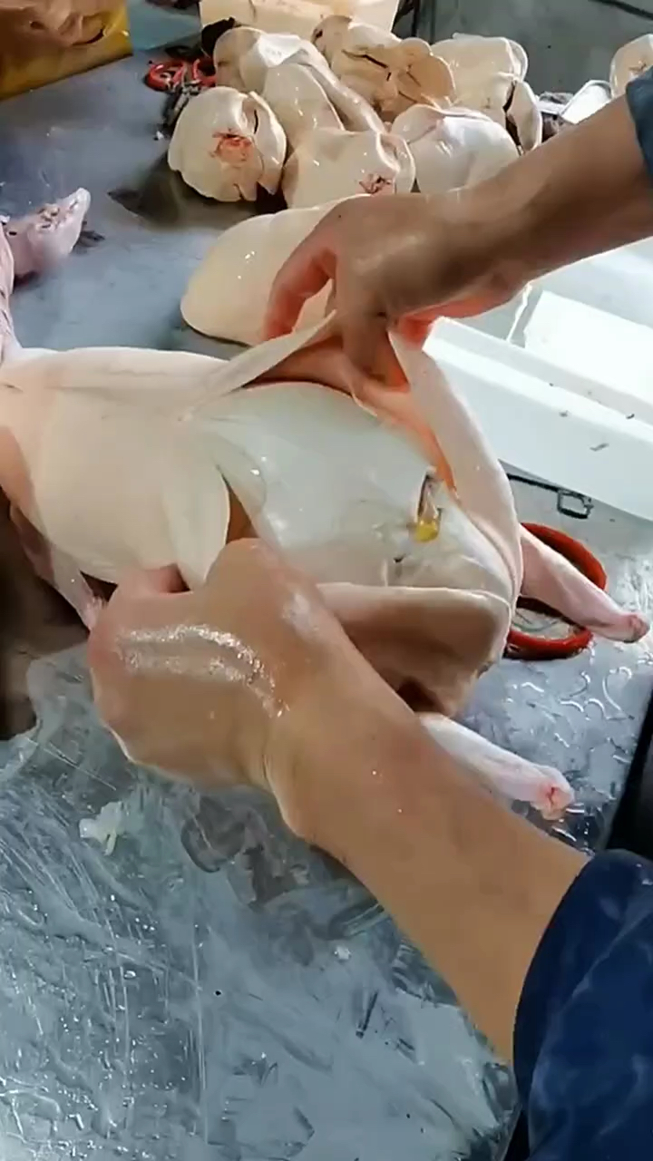 农村散养的笨大鹅全是油