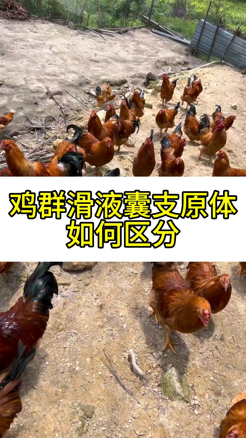 鸡群滑液囊支原体如何区分