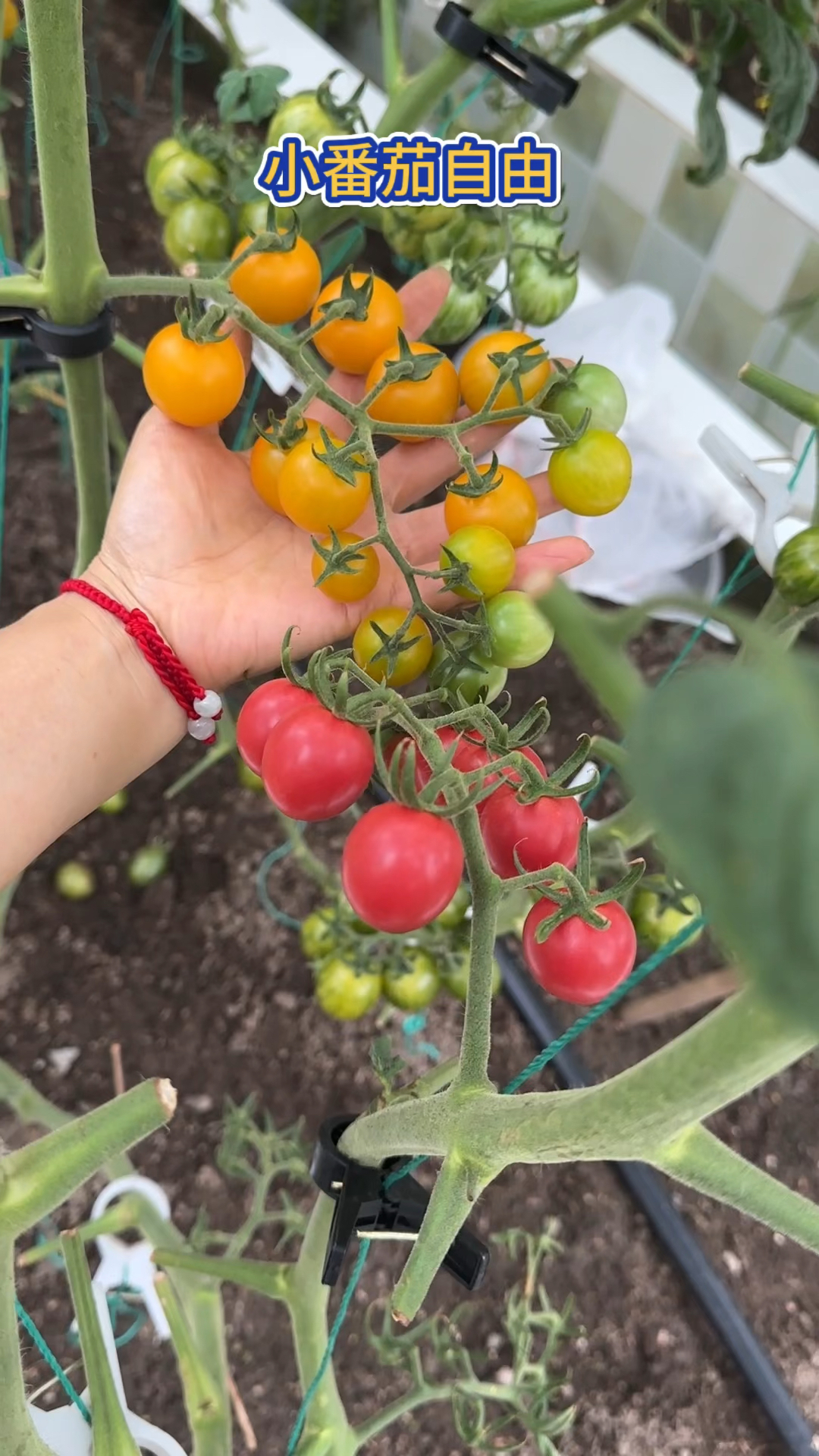 楼顶菜园实现番茄自由 管饱