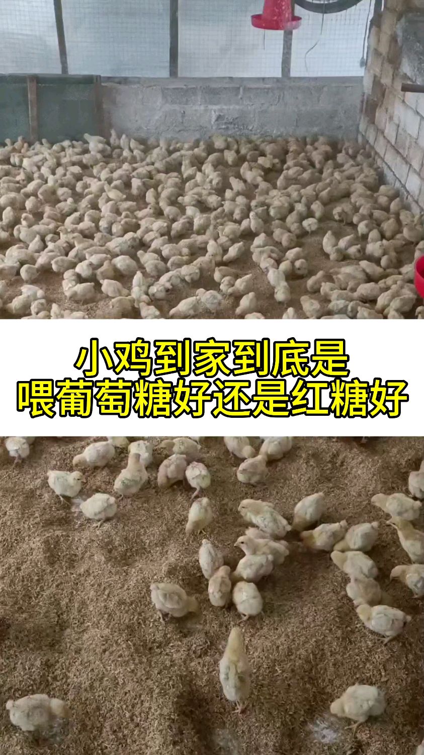 小鸡到家到底是喂葡萄糖好还是红糖好