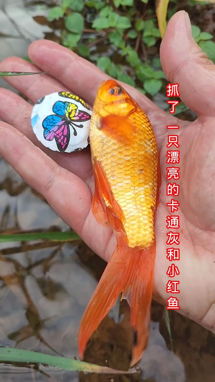抓了一条漂亮的红鱼和一只彩色的卡通龟
