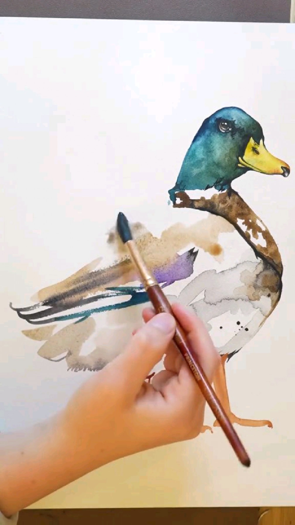 一只绿头鸭的水彩画法