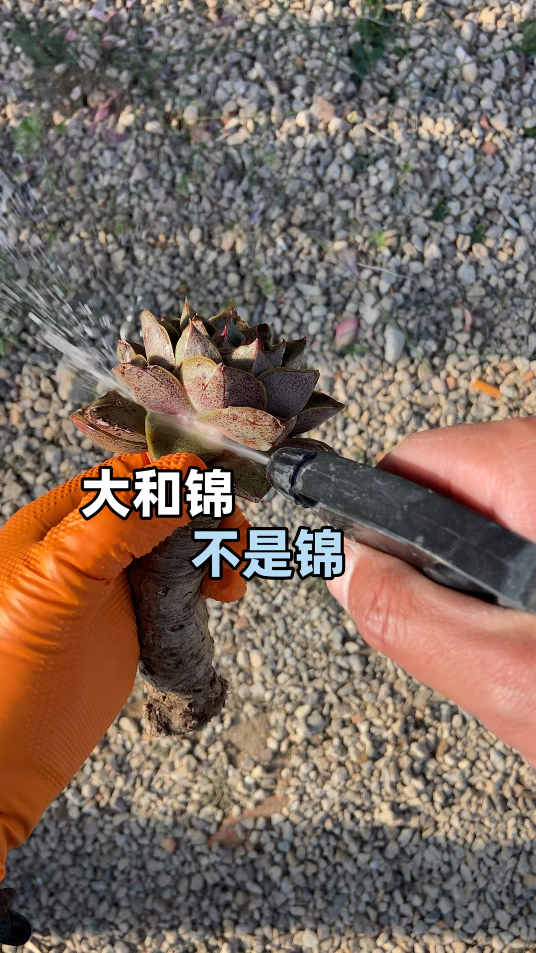 僵苗烂根长介壳虫的多肉怎么养回来