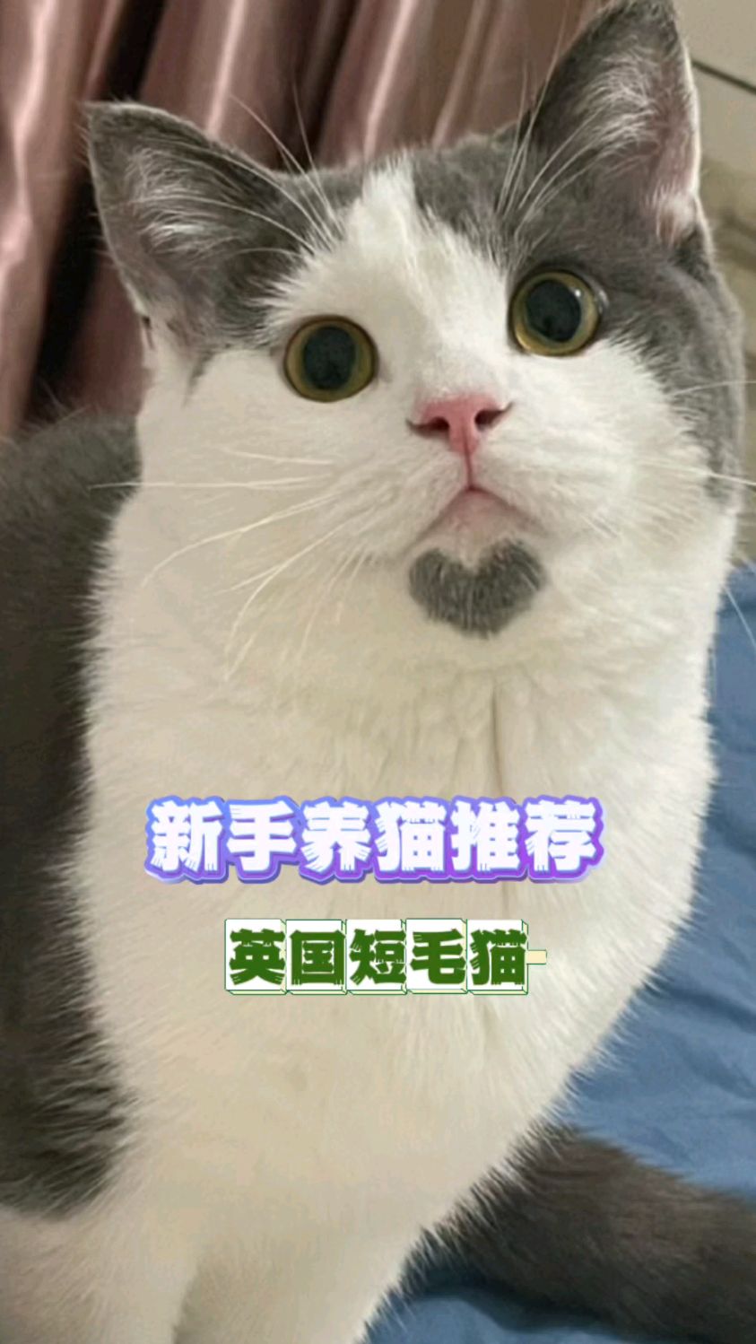 喜欢小可爱的还在等什么呢#猫咪日常 #英短