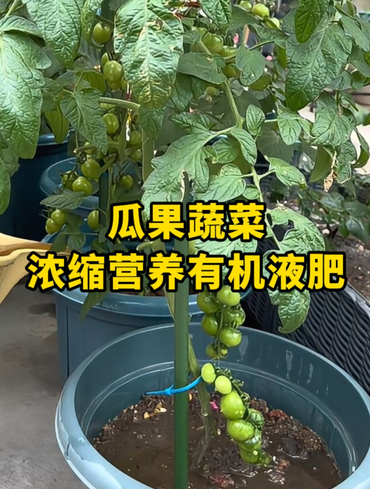 想要瓜果蔬菜长的好结果多,那就必须给它们施点肥料才行!