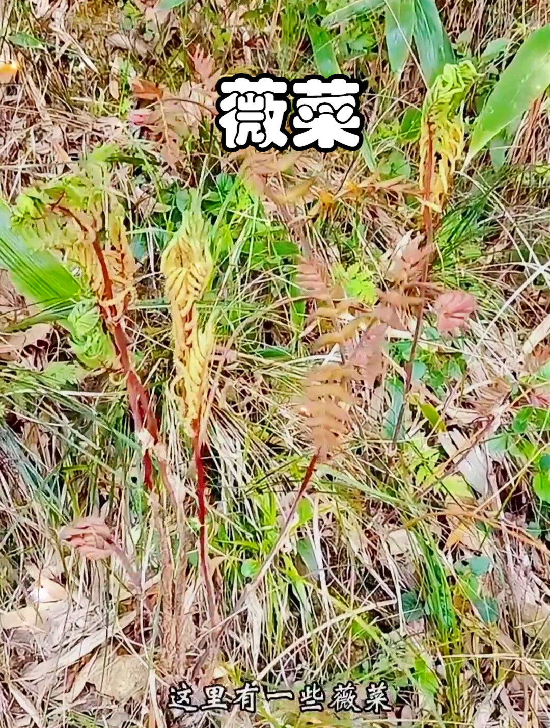 薇菜又被称为紫萁,它能够排出体内多余水分,有利尿的作用
