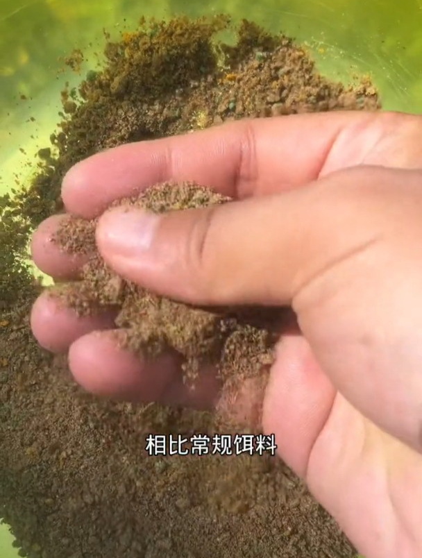 钓草鱼鲤鱼用散炮选什么味型?又该如何正确开饵?