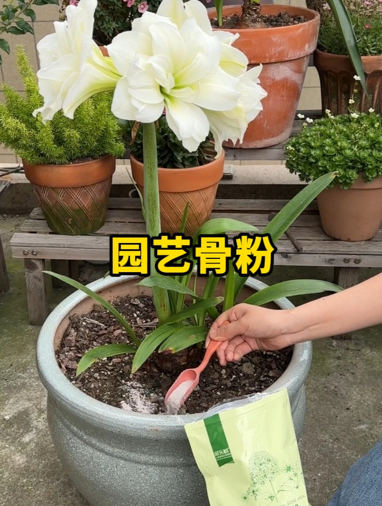 园艺骨粉是动物骨头磨成的粉末,富含高磷高钙,是一种天然的肥料