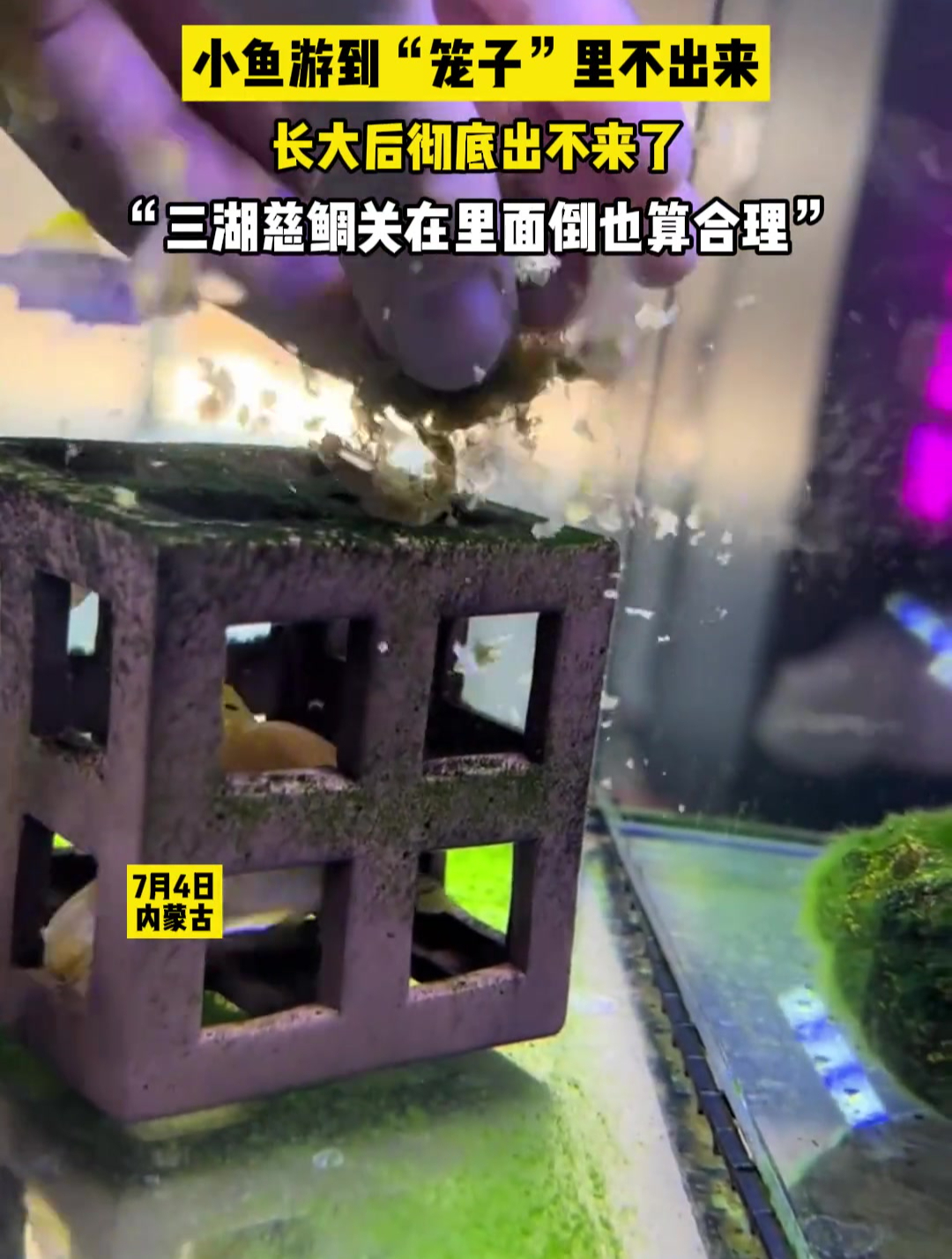 小鱼自己把自己关在笼子里再也出不来了,网友们却说它被关着挺好,这是为什么呢?你养过它吗?三