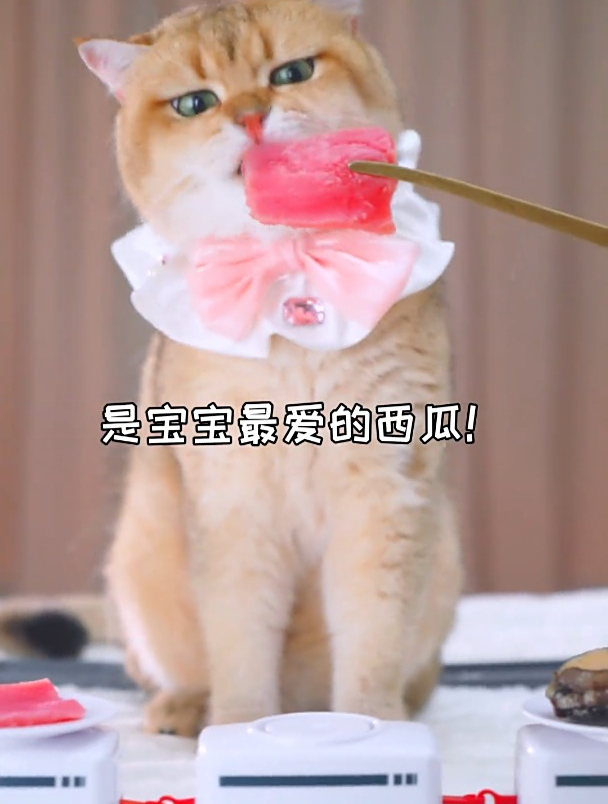 猫咪旋转寿司开业啦,品种多多挑花眼啦