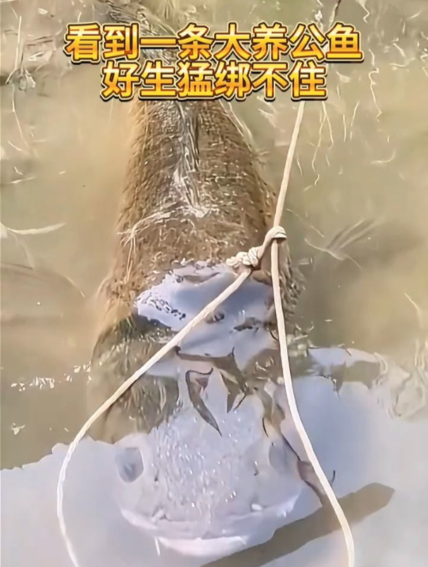看到一条大养公鱼,好生猛绑不住