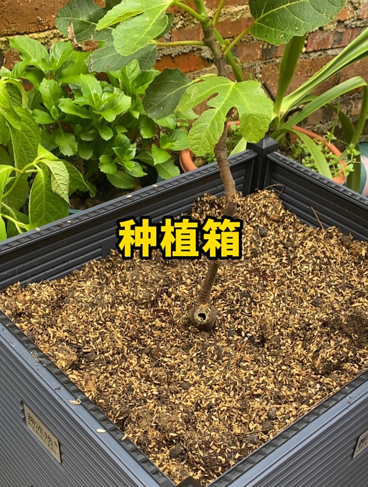 颜值好高的种植箱,放在阳台小院种菜养花种果树,美观又耐用!