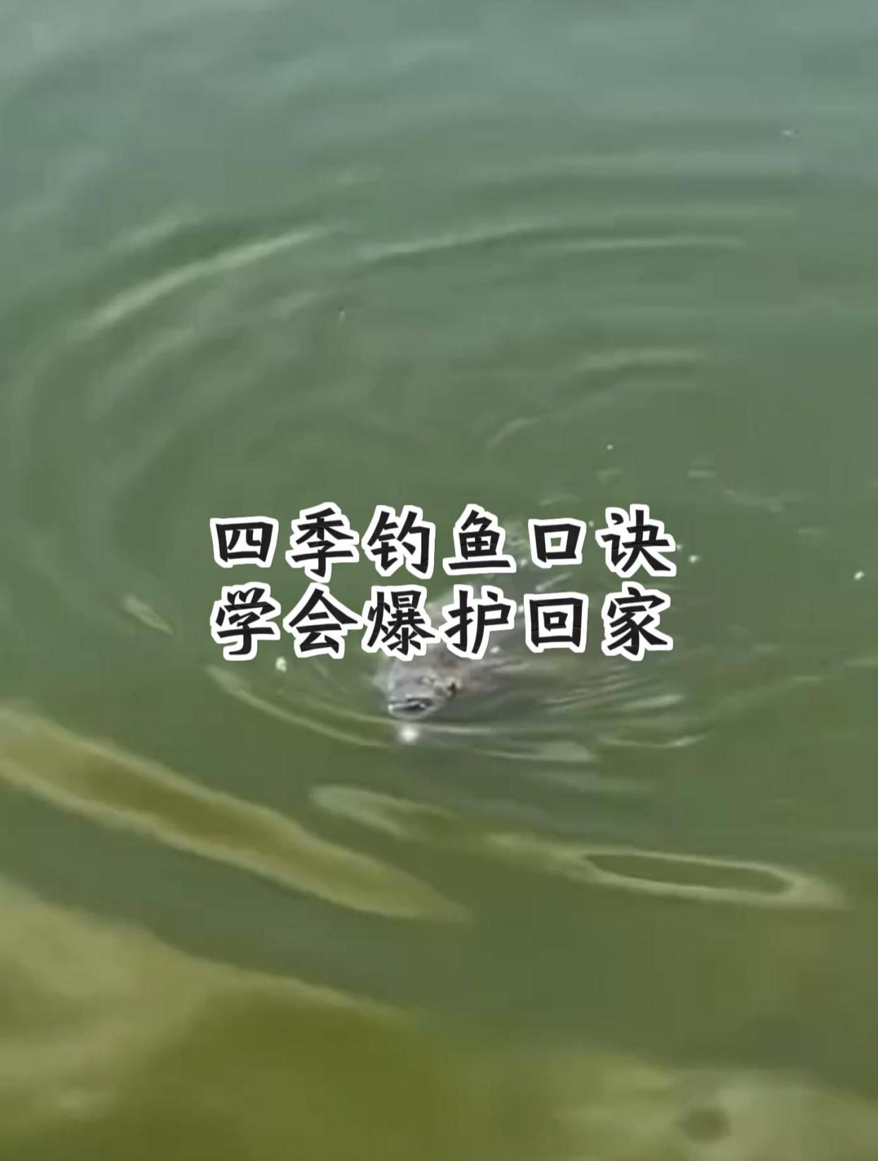 四季钓鱼口诀,学会一句,就能钓空黑坑!