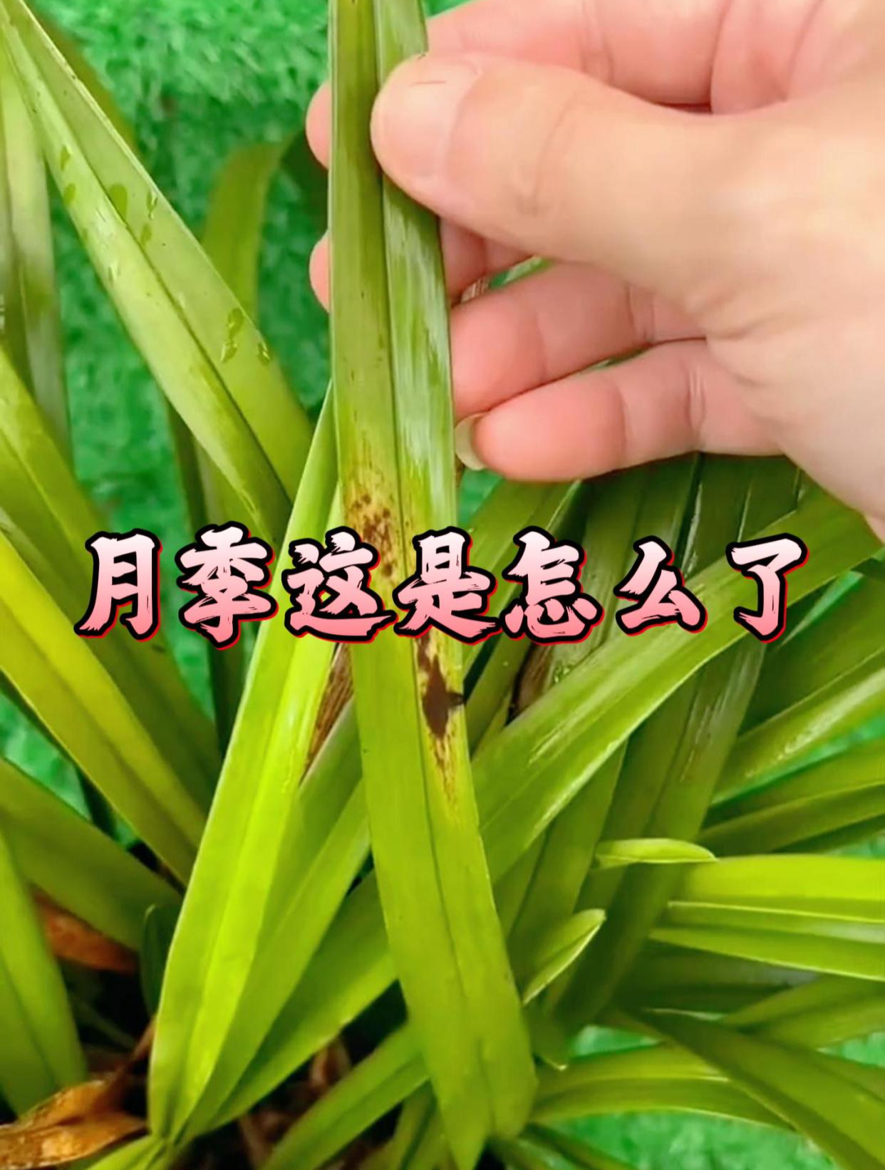 告别根腐病软腐病,月季健康生长的秘密!