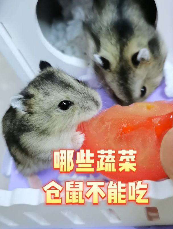 哪些蔬菜仓鼠不能吃