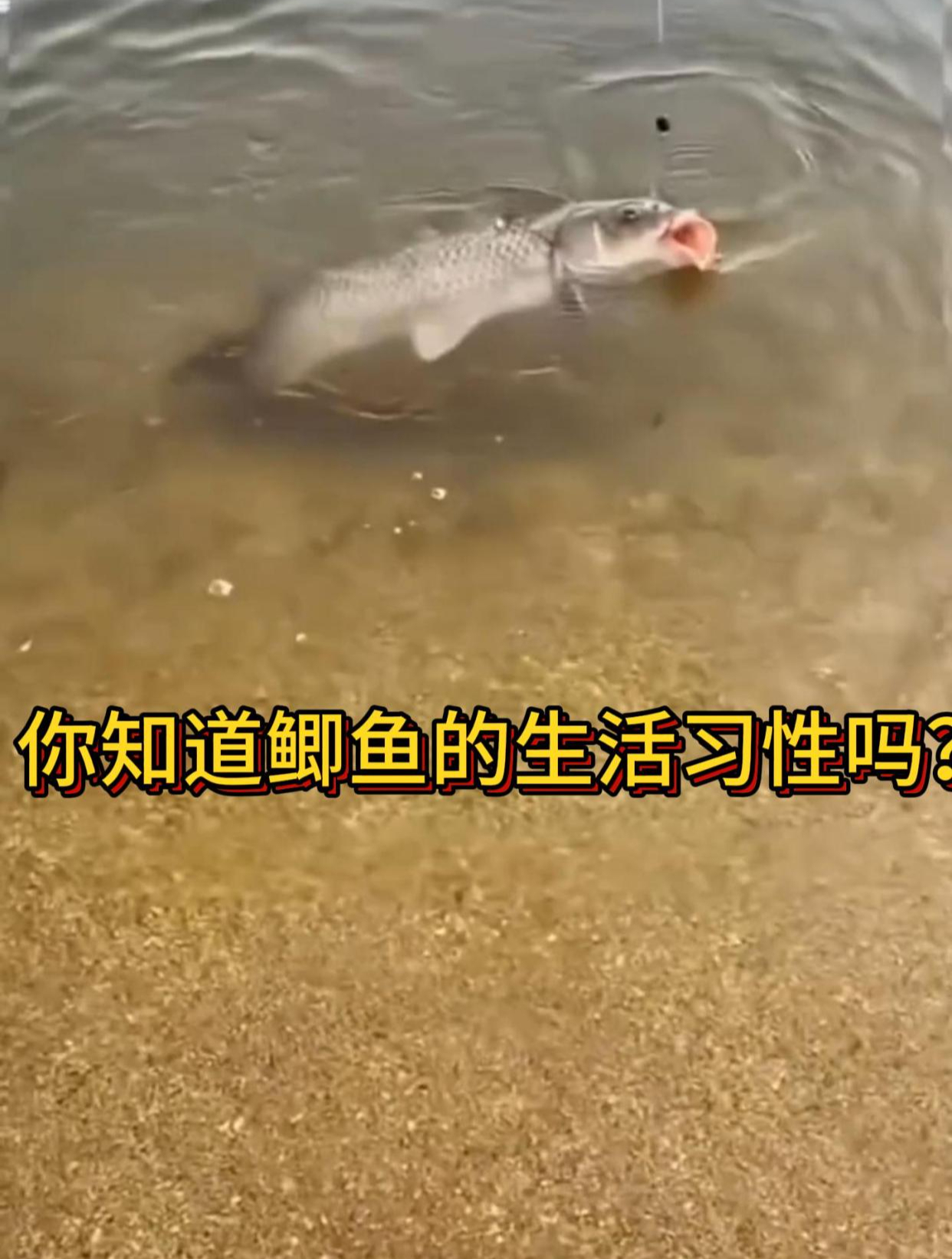 你知道鲫鱼的生活习性吗?了解让您不再空军回家!