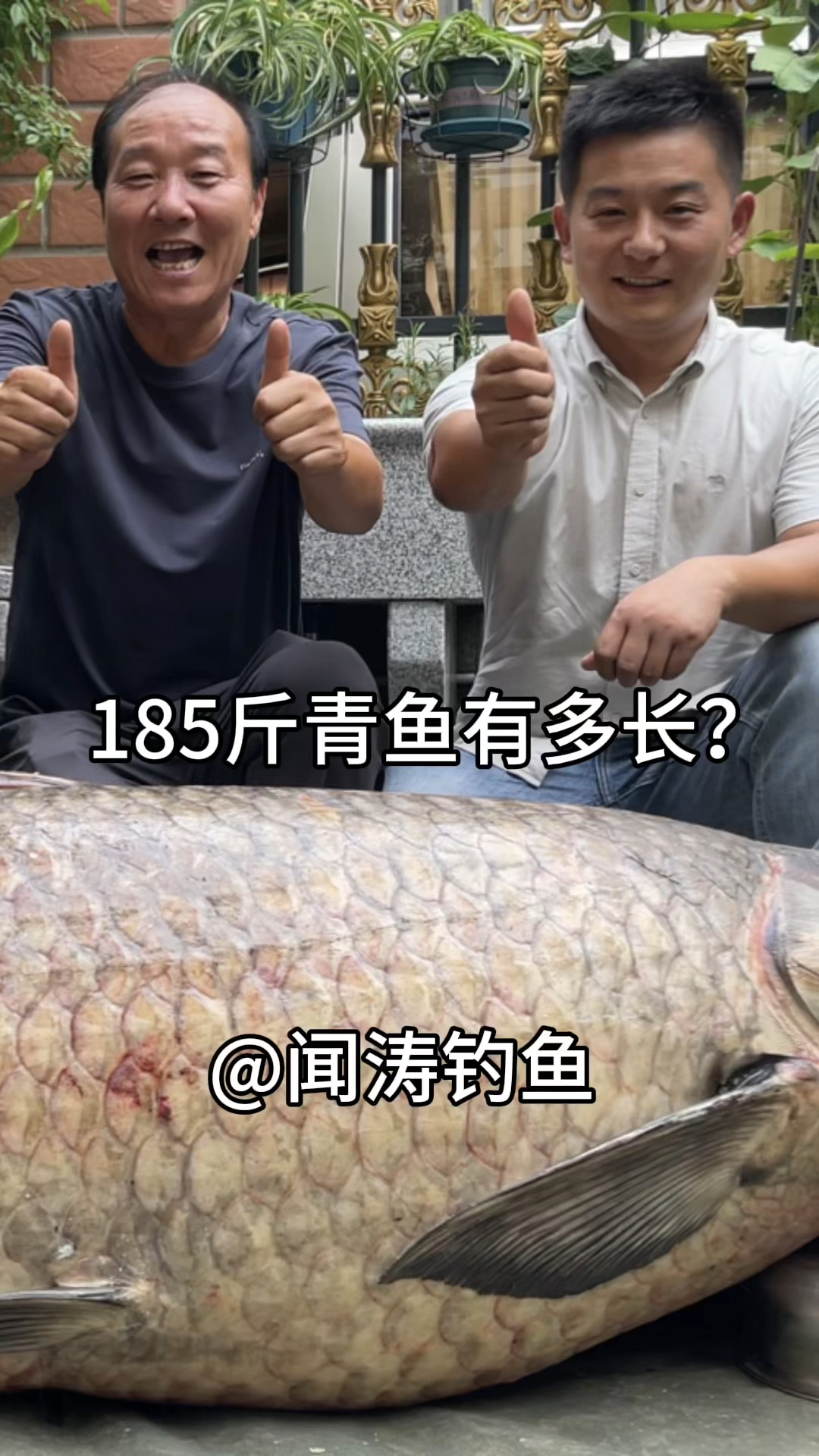 185斤青鱼多长?腰围多少?鱼鳍多大?鱼鳞有多大?视频测量一下