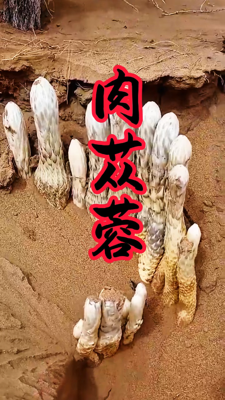 人参大家都听说过,沙漠人参肉苁蓉,你听说了吗?