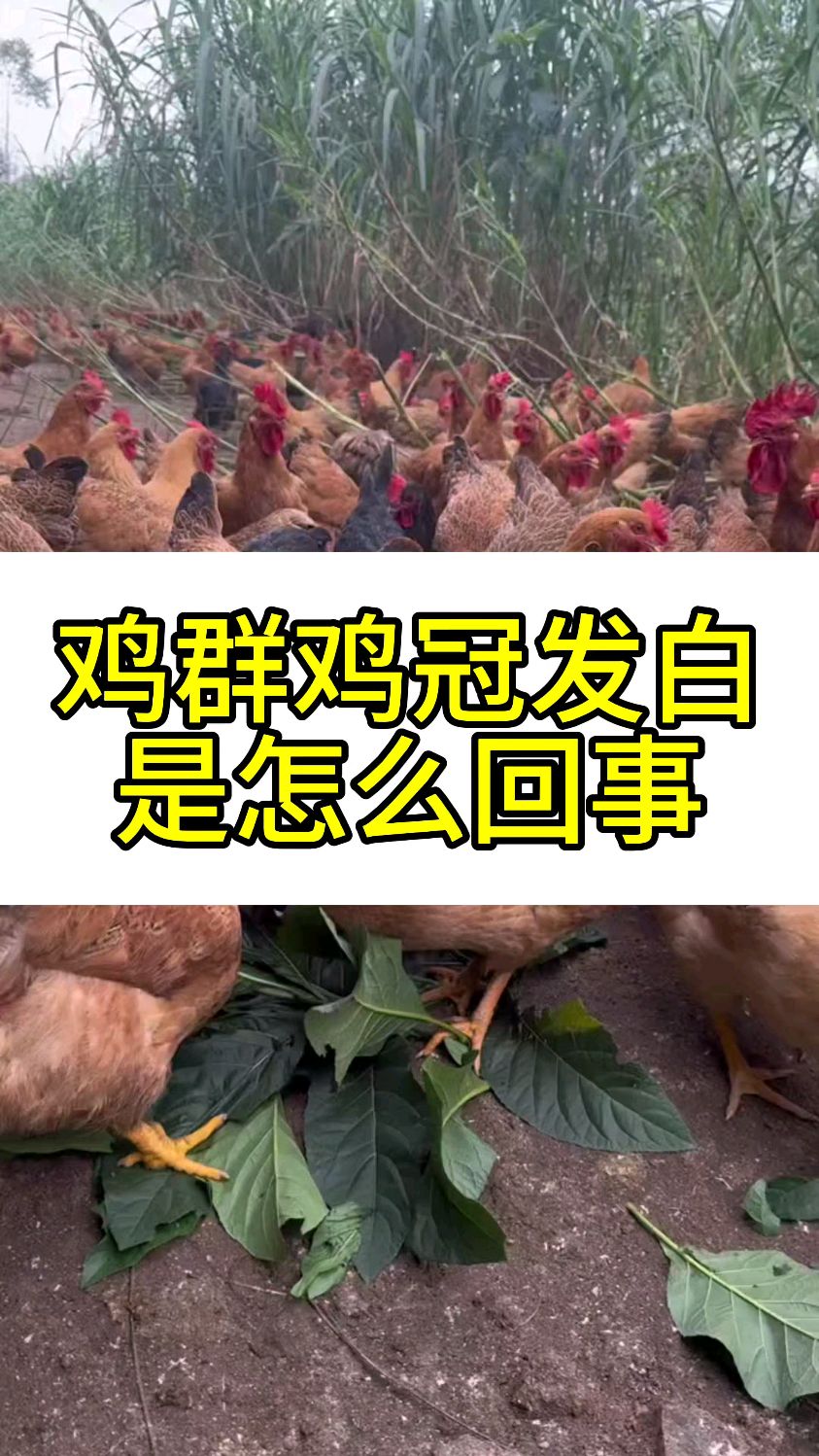 鸡群鸡冠发白是怎么回事