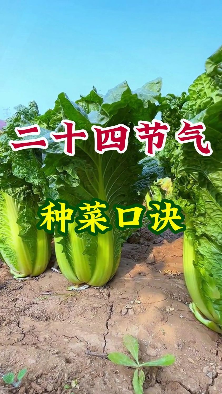 二十四节气种菜大全,二十四节气种菜口诀,二十四节气种菜时间表