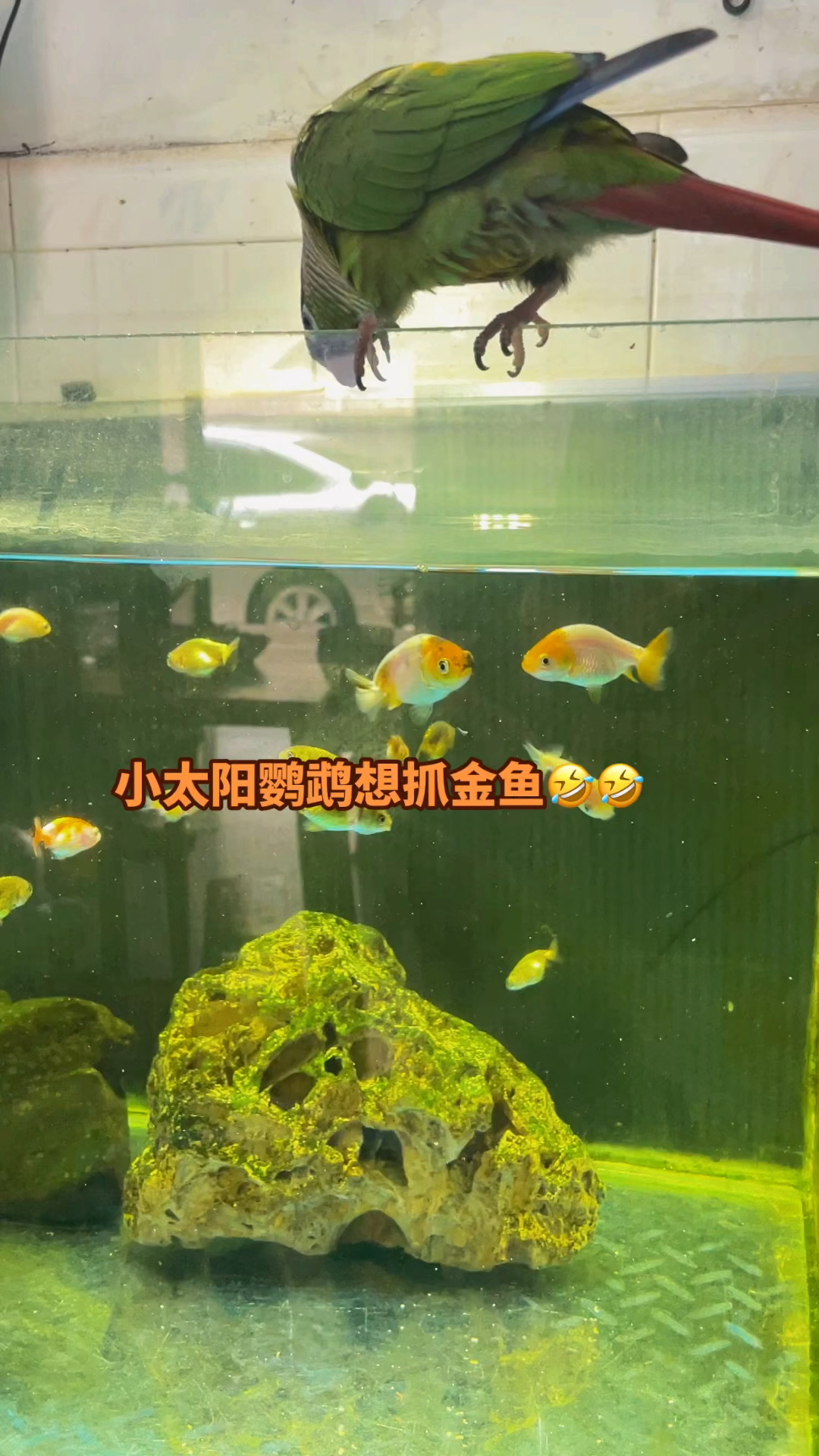 兰寿金鱼跟着小太阳鹦鹉游来游去,小太阳鹦鹉想吃金鱼,刚下嘴全都跑开了。哈哈