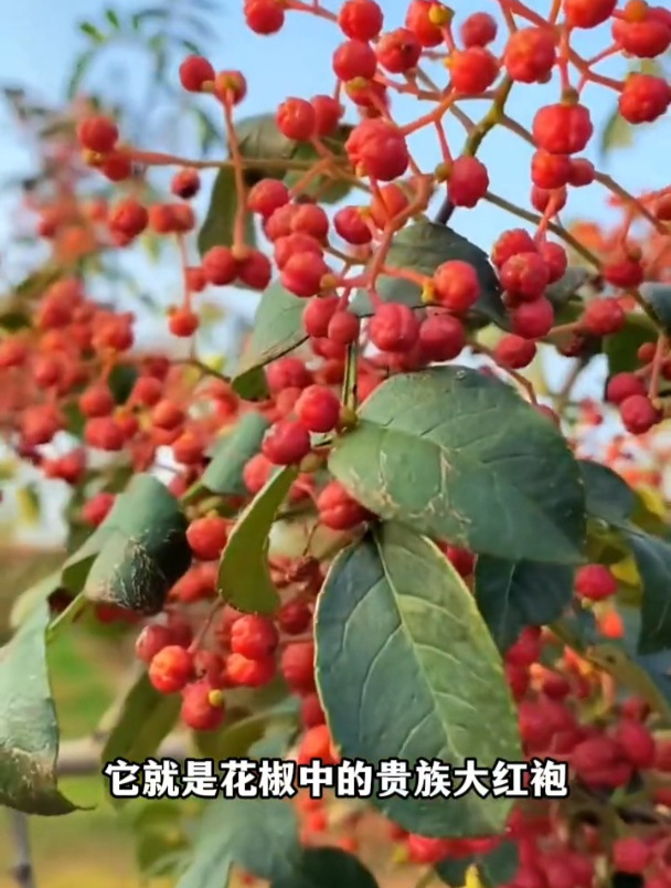 花椒中的“贵族”,大红袍耐寒又耐旱,不挑区域南北方均可种