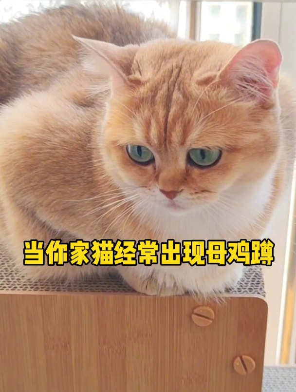 猫咪频繁母鸡蹲一定要提高警惕!如果还伴有呕吐!很可能是毛球症